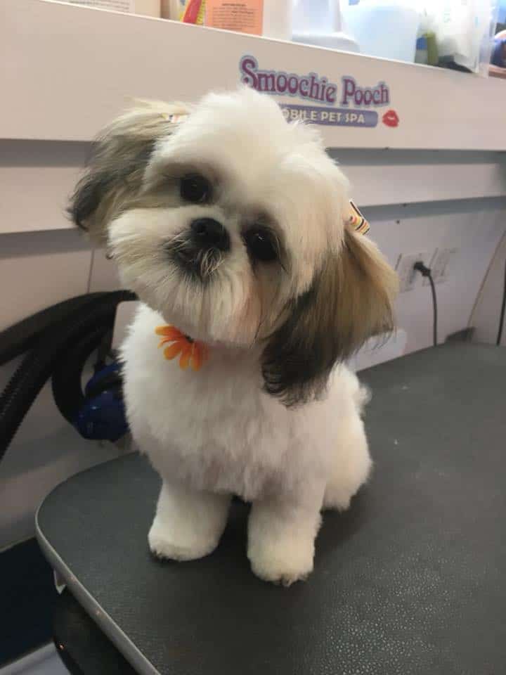 Smoochie Pooch is the best puppy groomers around crown point area