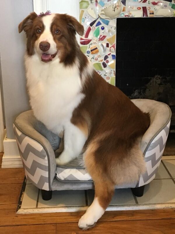 Fort Wayne Dog Grooming Dog Grooming Fort Wayne