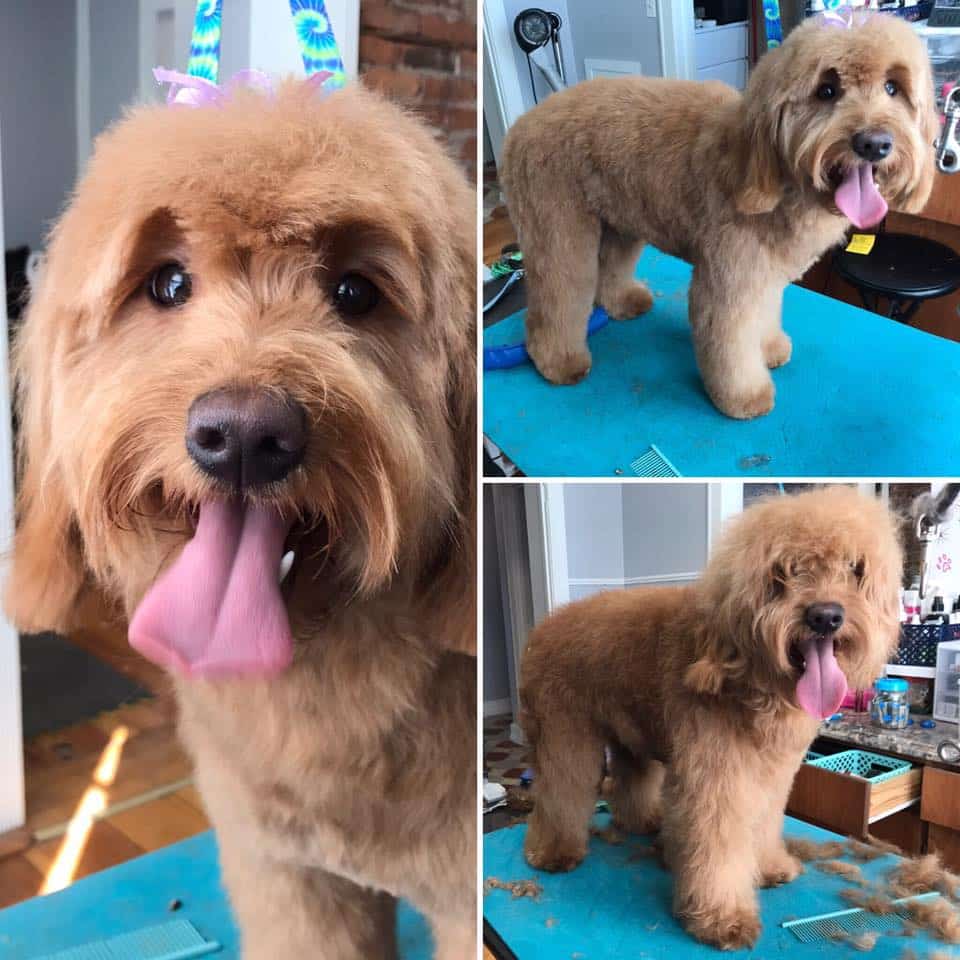 Dog Groomer in Valparaiso