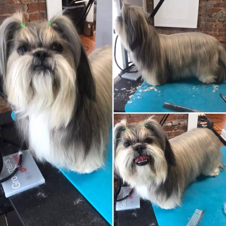 Dog Grooming Services Valparaiso Dog Groomer Valparaiso In Dog Grooming Valparaiso