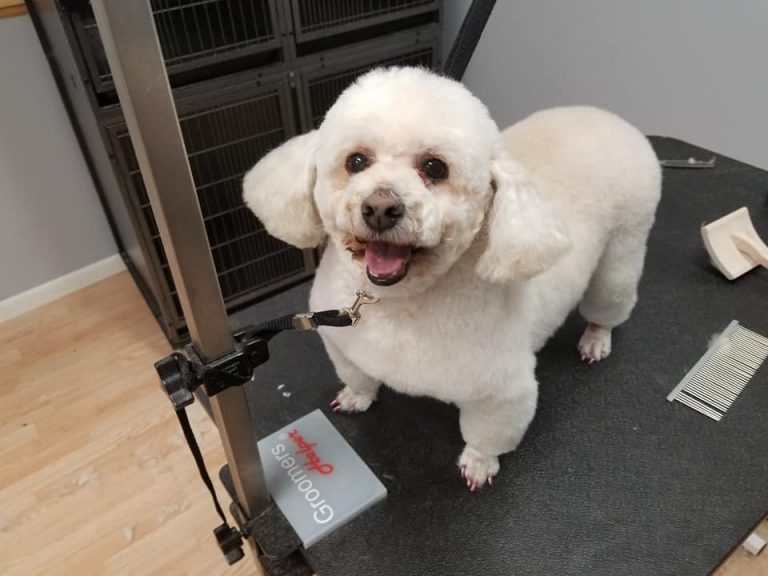 Fort Wayne Dog Grooming Dog Grooming Fort Wayne