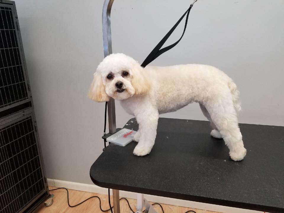 Hire best dog haircut salon in crown point
