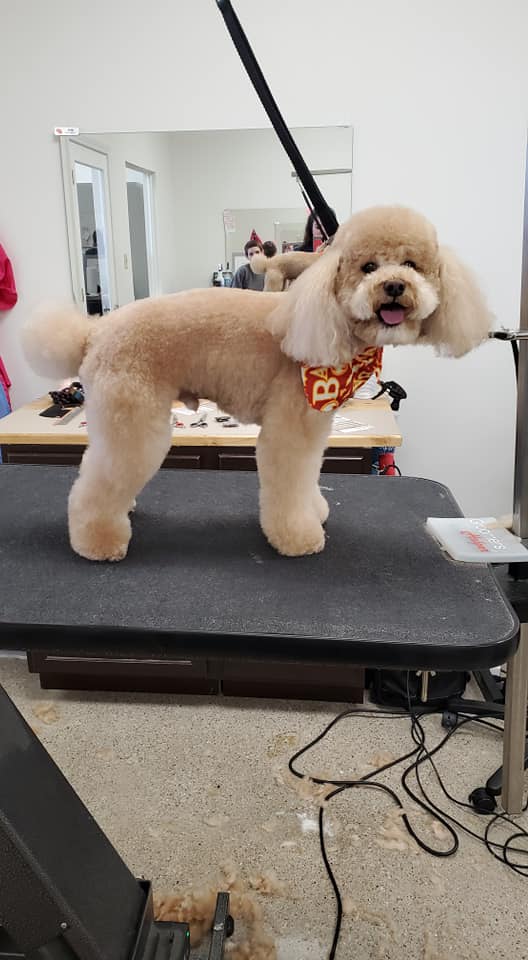 Dog Grooming In Crown Point, Indiana