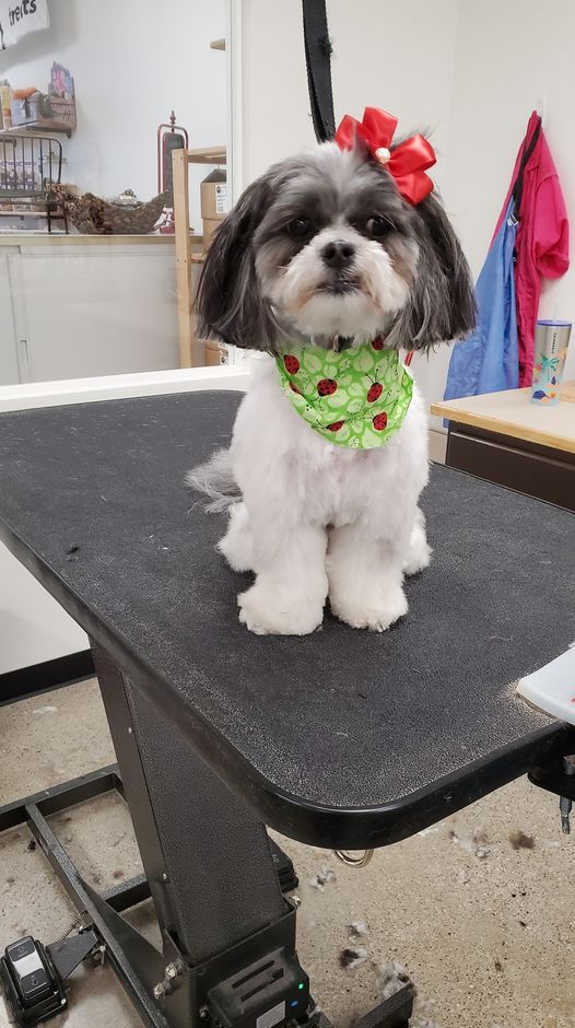 Dog Grooming In Crown Point, Indiana