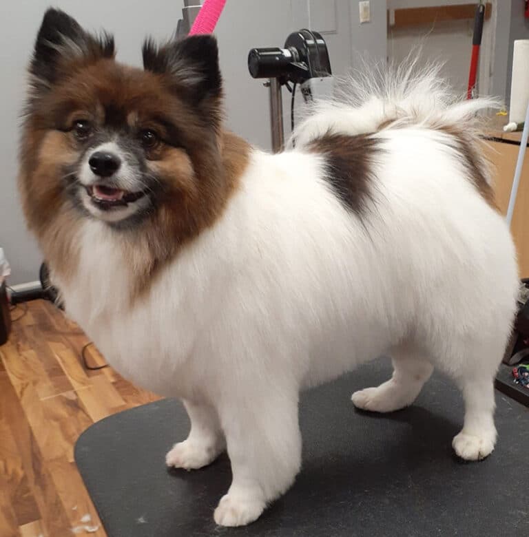 Dog Grooming in Huntington, IN Huntington Dog Grooming
