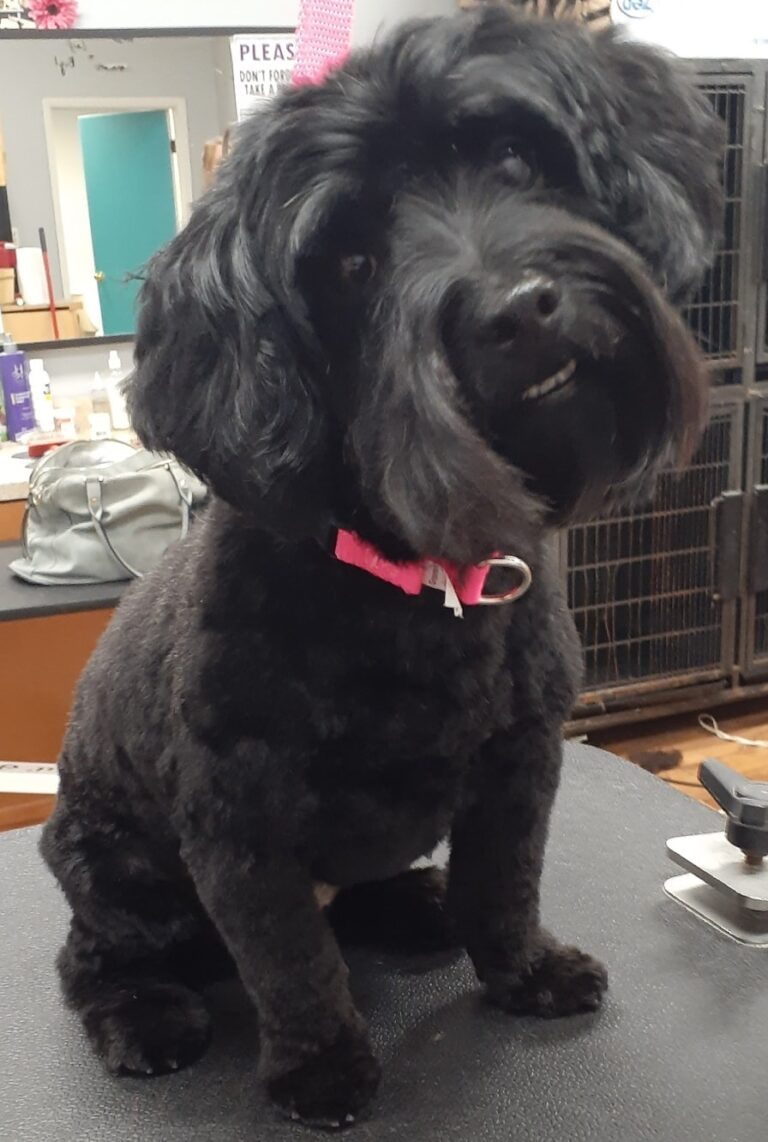 Dog Grooming in Burns Harbor Burns Harbor Dog Groomer