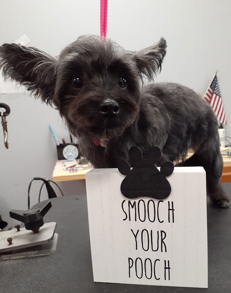 Smoochie Pooch is the finest dog grooming place in Decatur IN