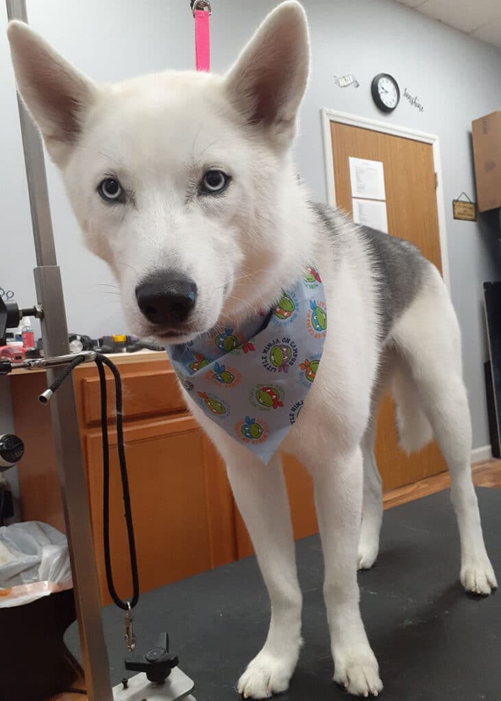 Dog Groomers South Haven Best Dog Grooming South Haven