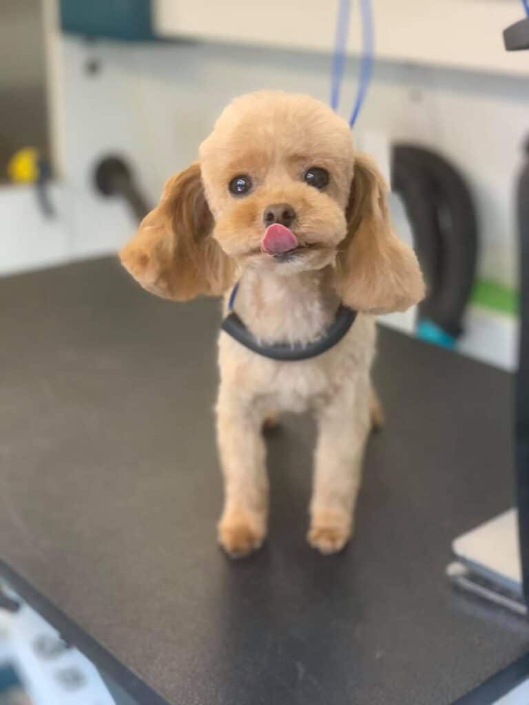 Dog Grooming in Chesterton Chesterton Dog Groomer