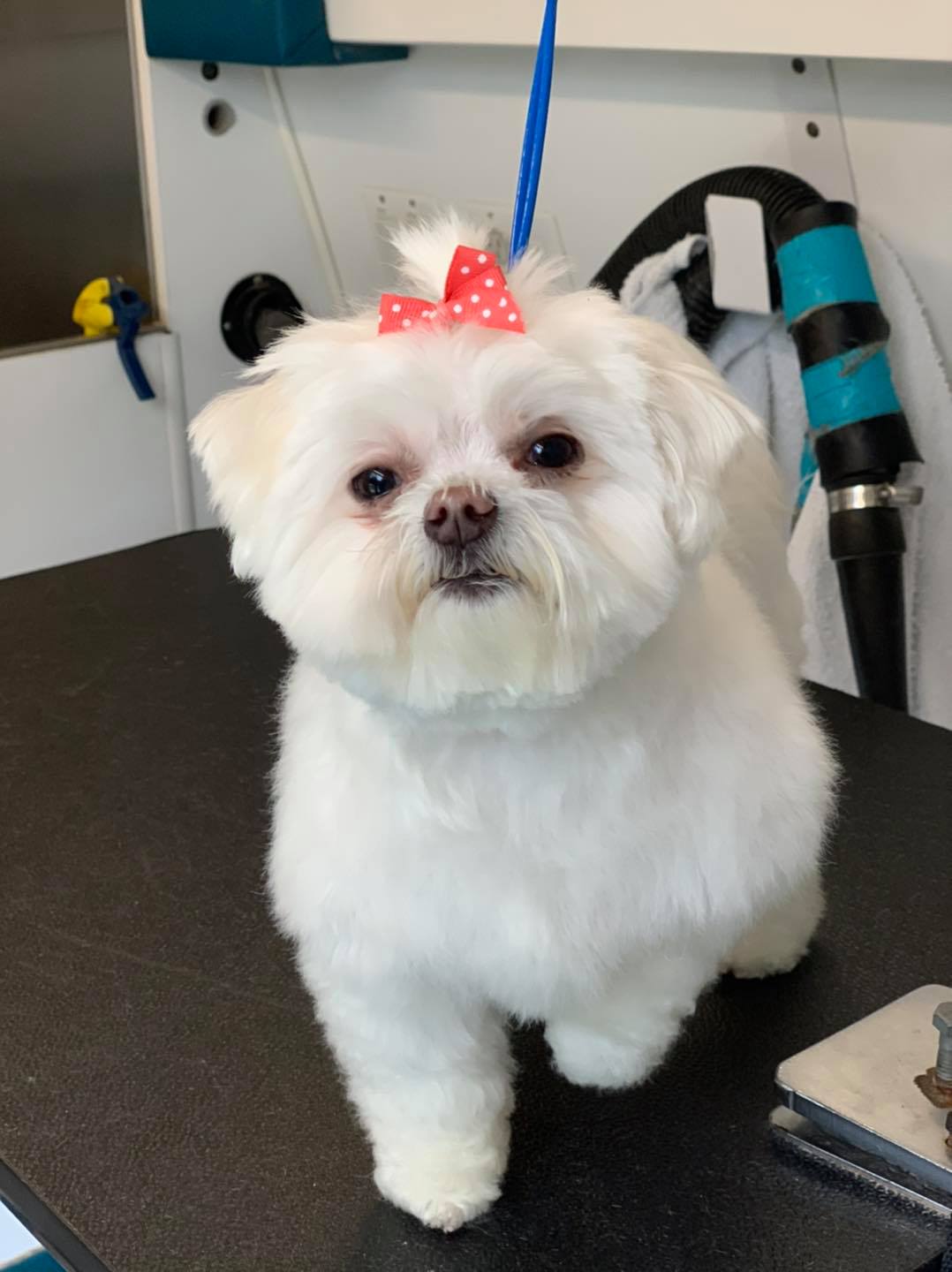 Local mobile dog groomers in New Haven, IN