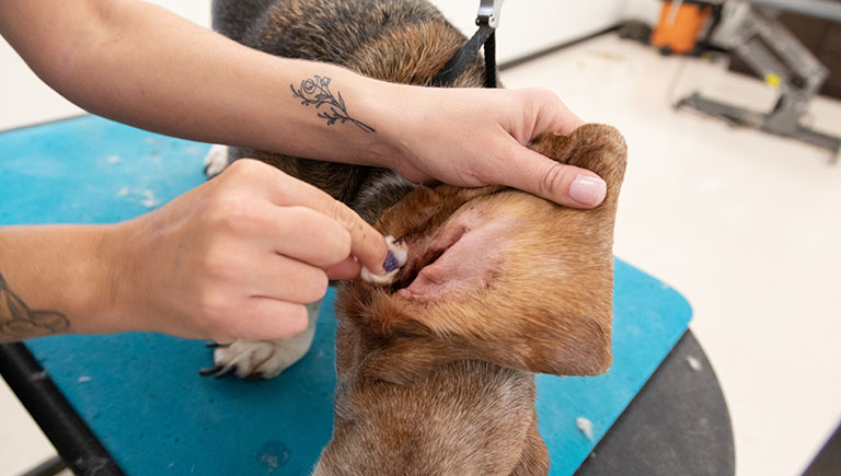 cleaning dog ears, dog spa near me, dog grooming portage indiana