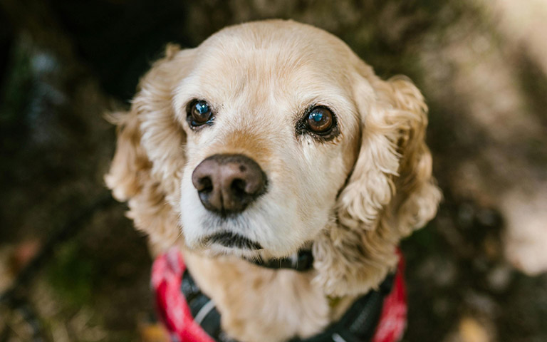 cocker spaniel, dog grooming fort wayne indiana