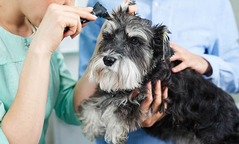 vet checking dog ears, nearest dog groomer