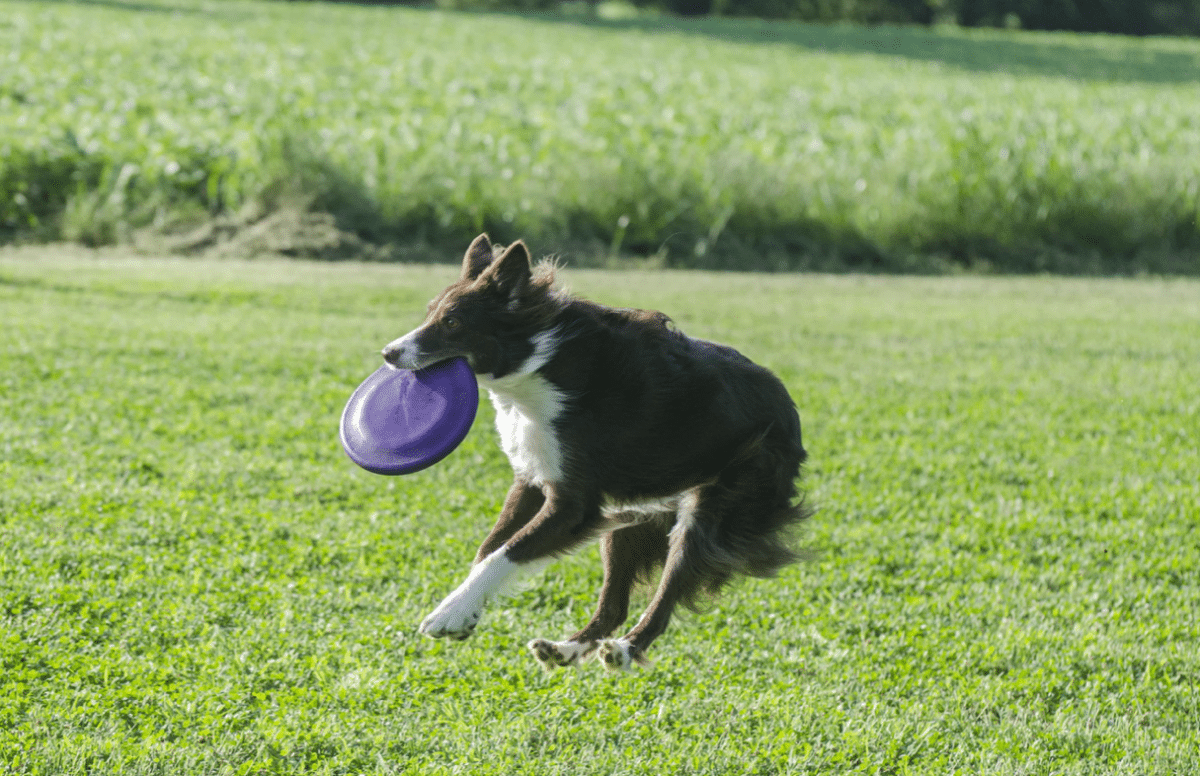 Fun Games to Play with your Dog This Summer