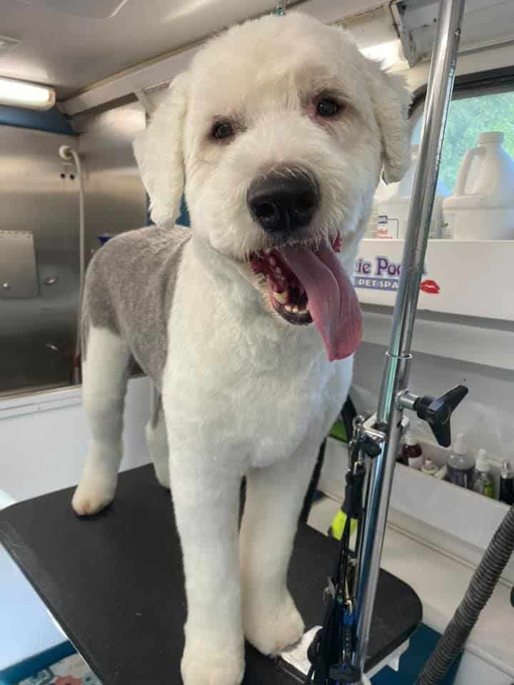 Goldendoodle Dog Grooming In Valparaiso By Smoochie-Pooch