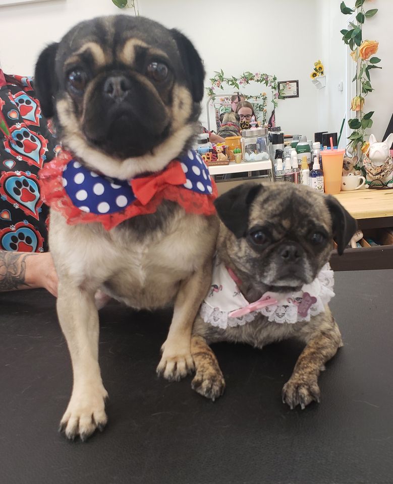 Pug Dog Grooming In Valparaiso By Smoochie-Pooch