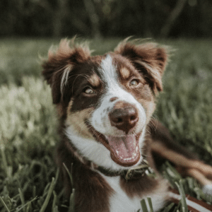 Happy And Healthy Dog Smiling for the Camera
