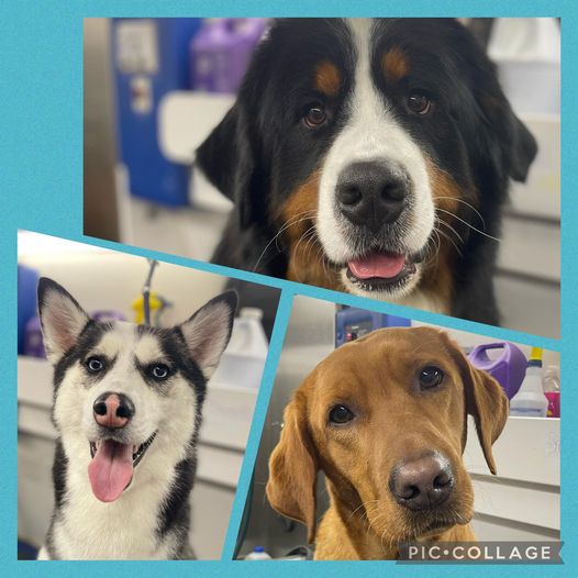 Dog Grooming Services Valparaiso Dog Groomer Valparaiso In Dog Grooming Valparaiso