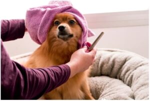 local dog grooming services