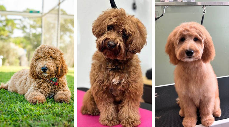 How Often do Goldendoodles Need to be Groomed