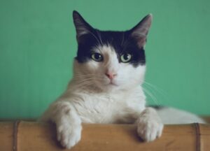 Cat grooming