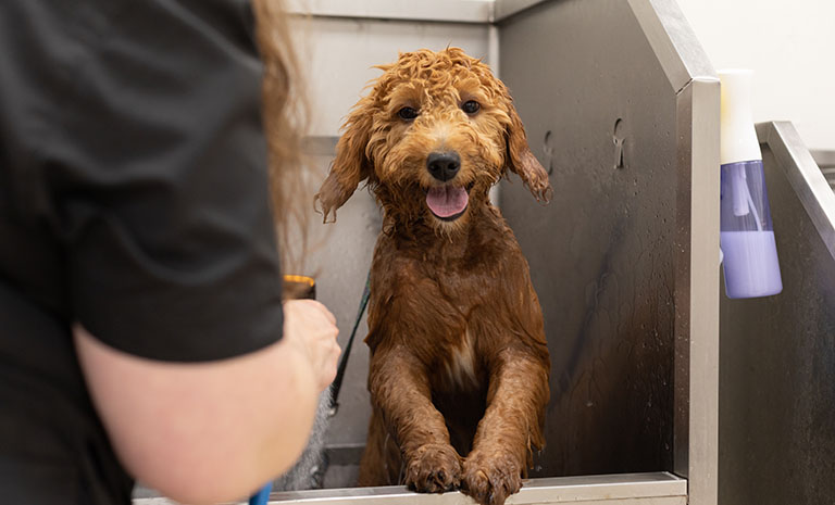 goldendoodle bath, mobile dog grooming