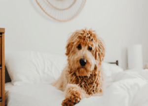Goldendoodle groomers