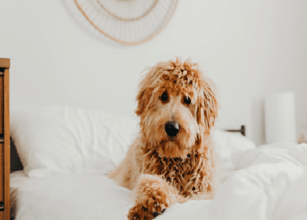 Goldendoodle groomers