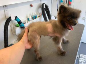 Pomeranian with post clipping alopecia