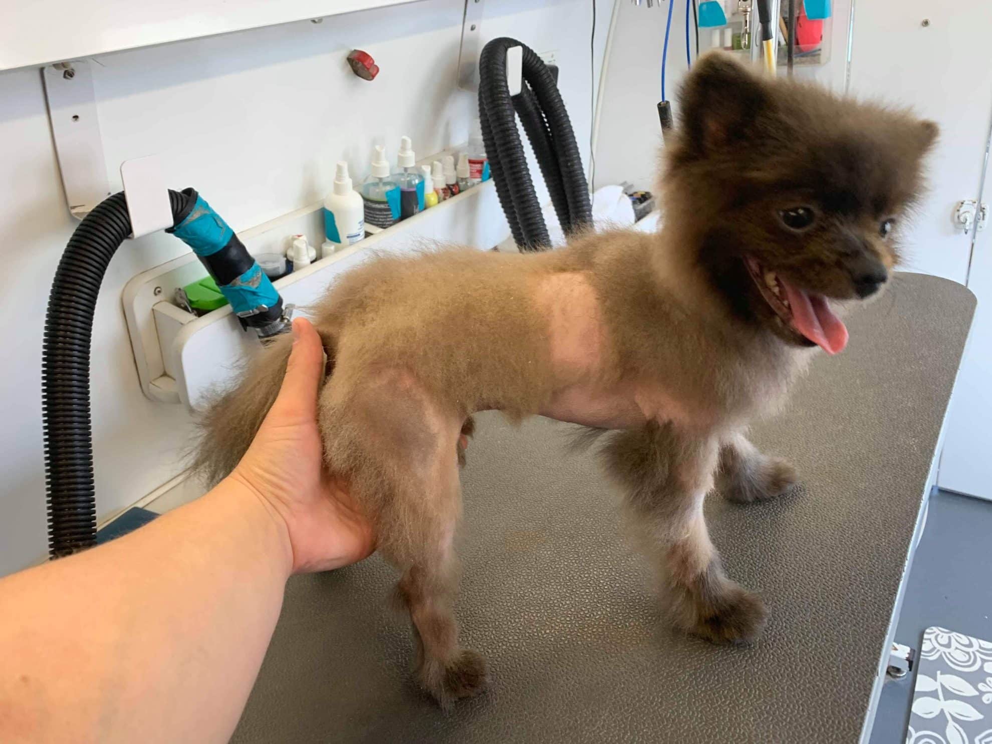 Post Clipping Alopecia in Dogs - Wag!