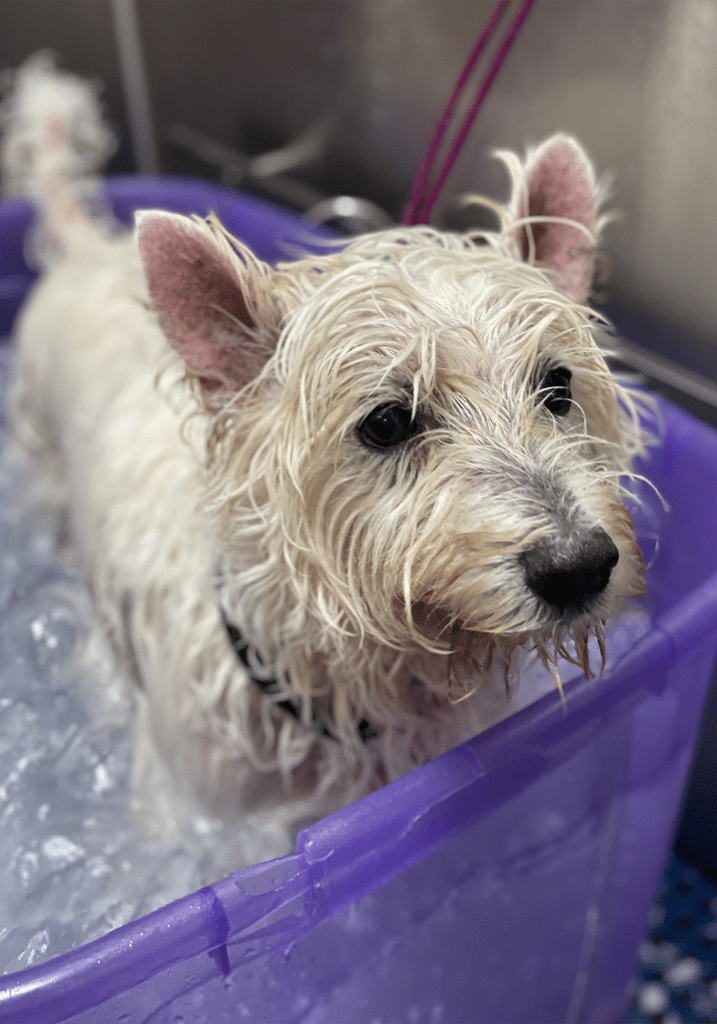 Dog grooming at Smoochie Pooch - how frequently to take your dog to a professional dog groomer