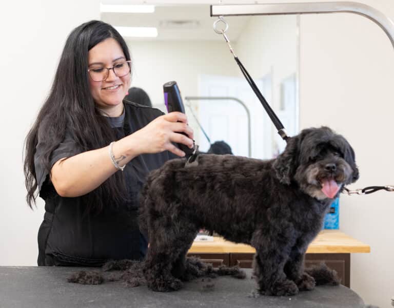 how often should I get my dog groomed? dog grooming frequency every 4-6 weeks