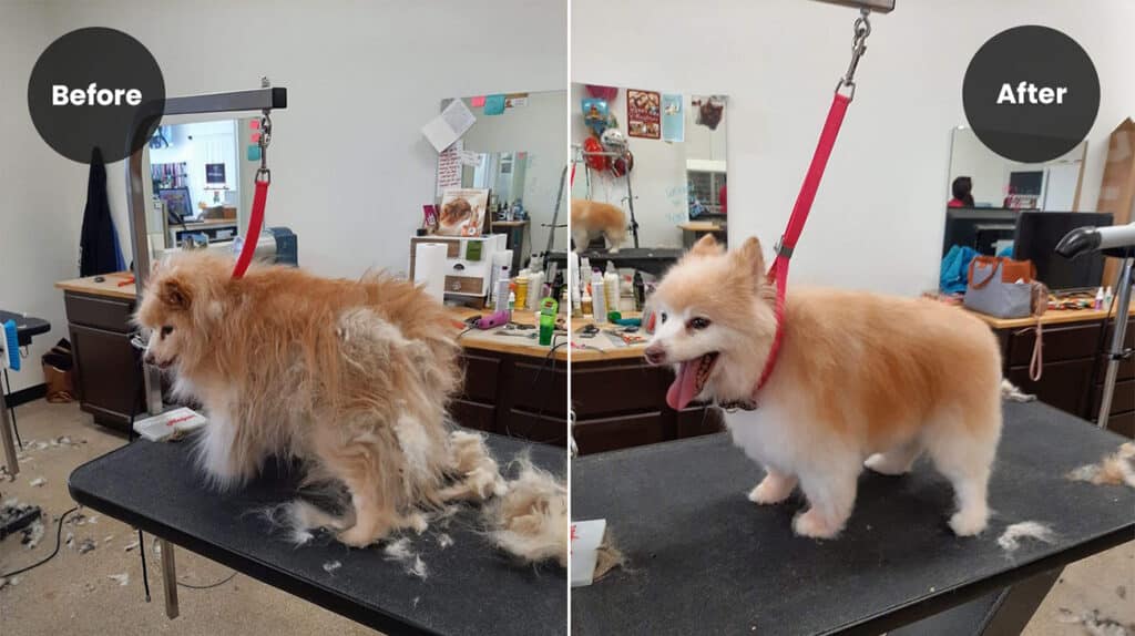 Before and after Deshed Treatment at Smoochie Pooch