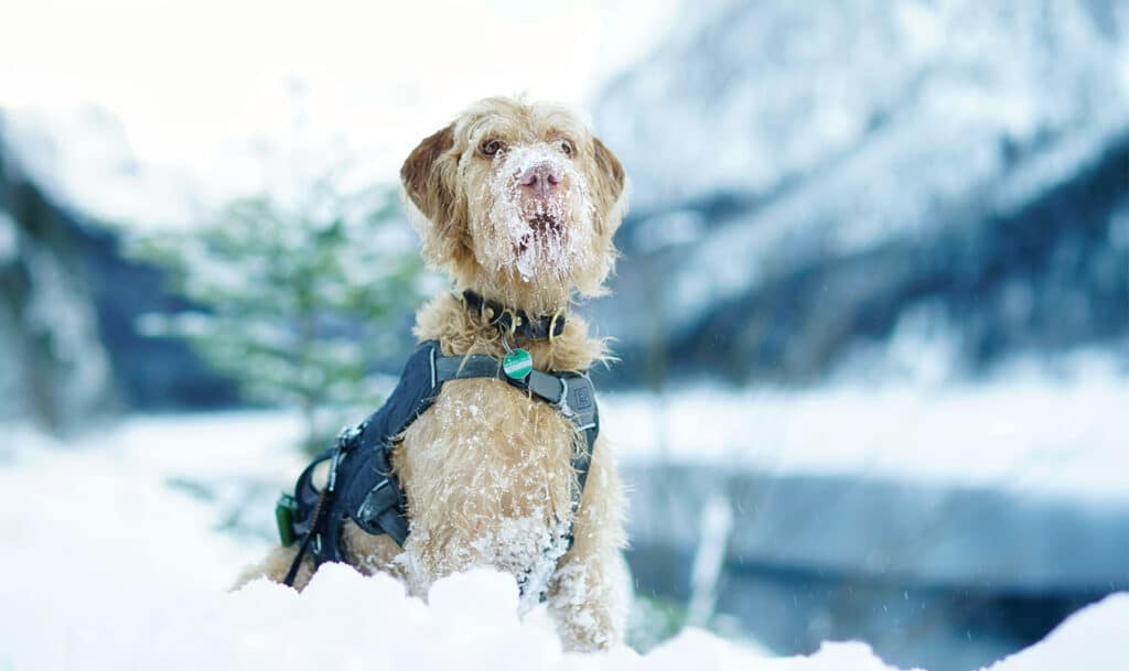 dogs and extreme cold