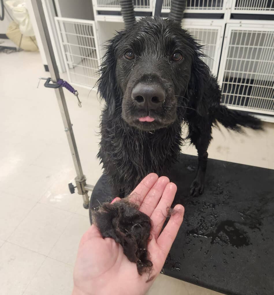 What Causes Excessive Shedding & What To Do About It