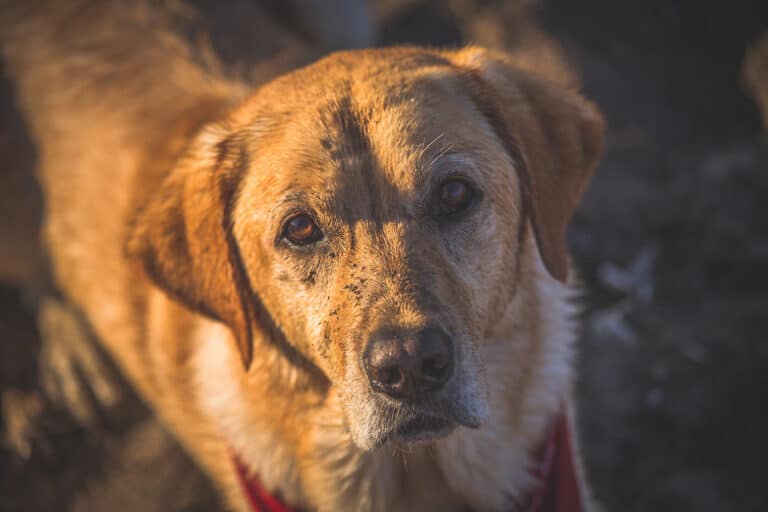 Make brushing easier and less damaging by ensuring your dog is clean before brushing