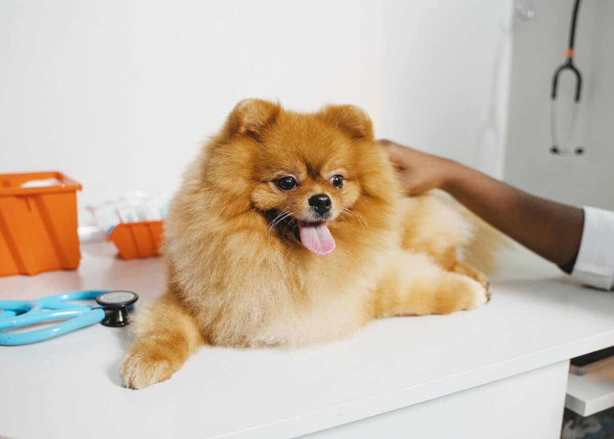 Pet Emergency - dog first aid steps for bleeding, seizures, stings, bites, heat stroke, poisoning