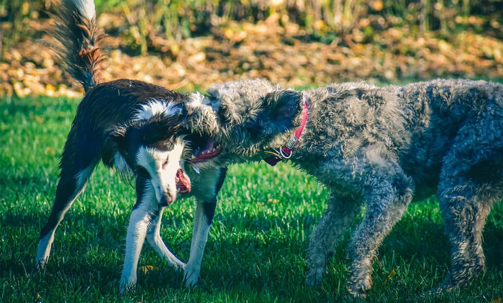 dog bites, wounds, trauma - pet first aid tips