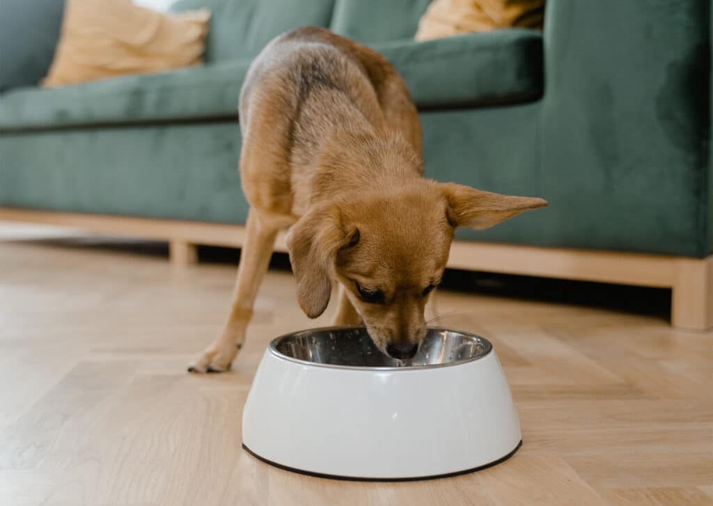 Smoochie Pooch recommends feeding your pet a nutritious diet