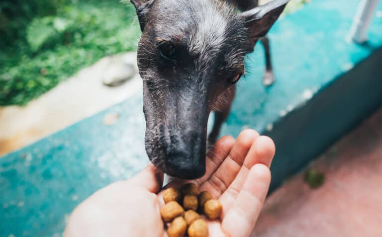 dog eating dry food out of owner's hand