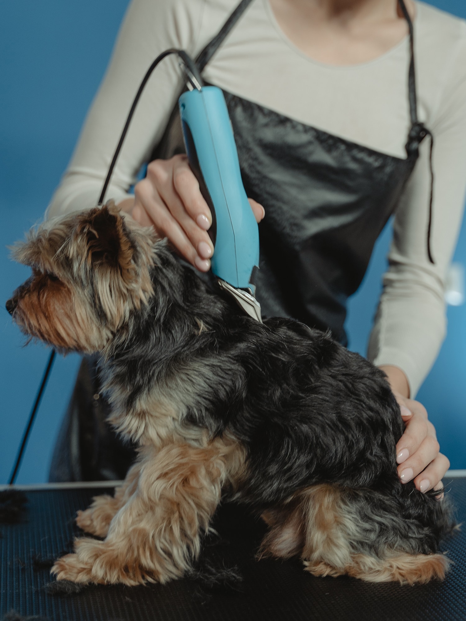how often should I get my dog groomed? Dog grooming frequency depends on the dog's breed and haircut