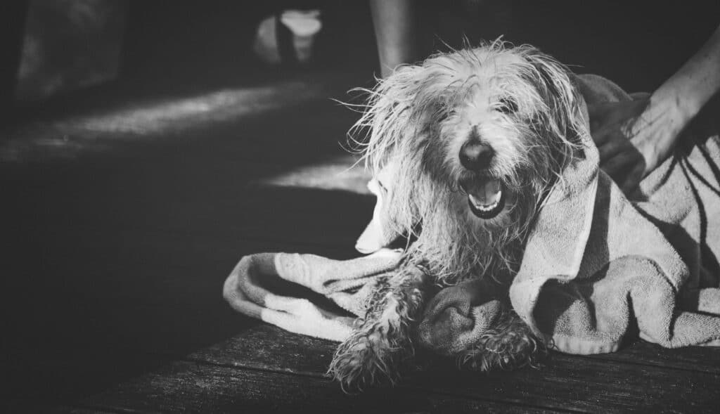 wrap your dog in a cool wet towel to help bring their temperature down after heat stroke