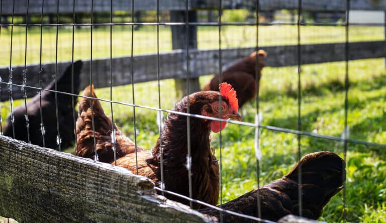 free range chicken - the ethical options when selecting dog food and cat food companies
