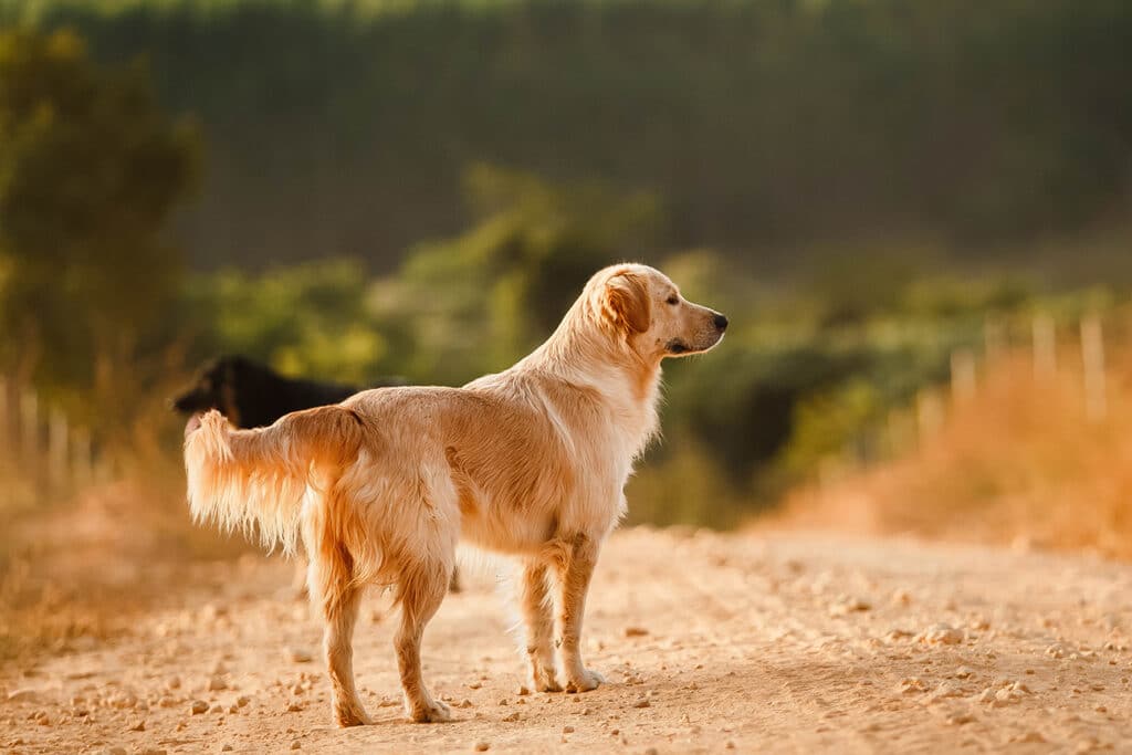 Hair length on Golden Retrievers varies depending on the location - some hair is very short, while other hair is long and feathered.