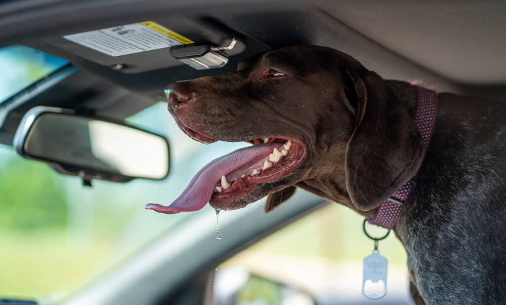 pet first aid - what to do when your dog is exposed to extreme heat in a car