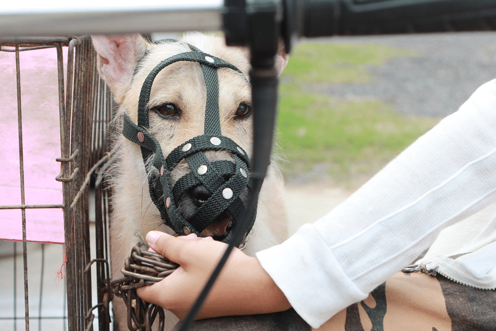 It's a good idea to keep a muzzle on hand for emergencies