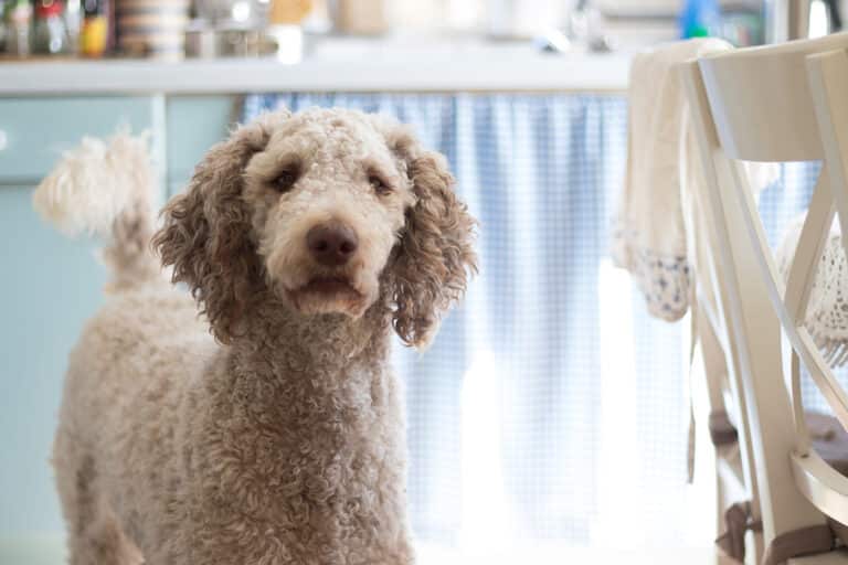 Dogs with long coats or curly coats most often benefit from slicker brushes and metal combs