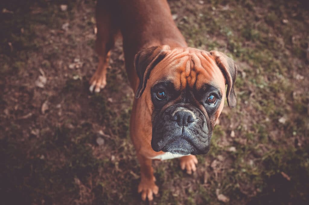 Curry brushes are great for boxers and other dogs with short coats