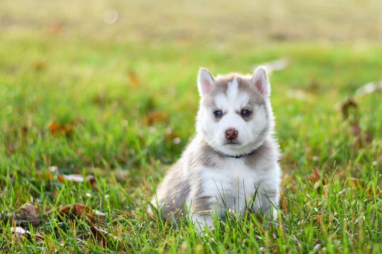 Begin brushing puppies early and bring them in for dog grooming when they're 8 weeks old