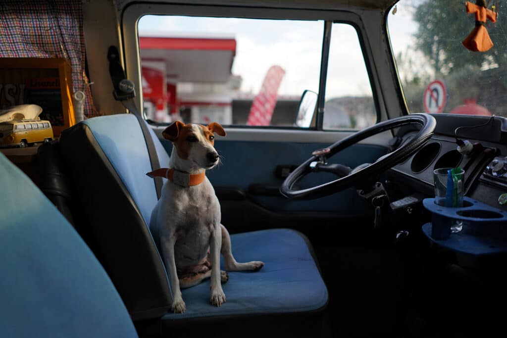 Be prepared for hazards when traveling with your dog or cat